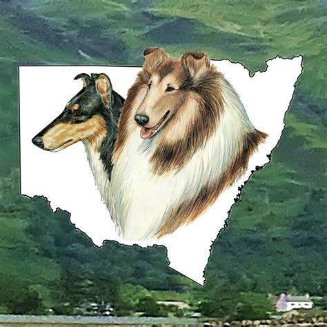 Collie Club Of New South Wales