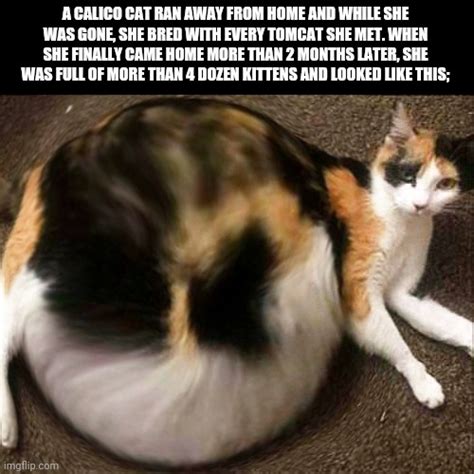 Pregnant Calico Cat Imgflip