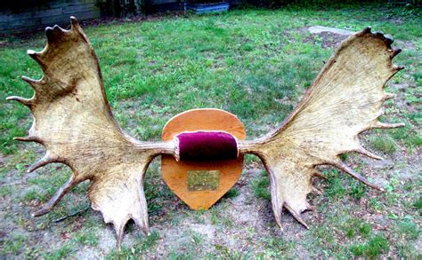 the midnight carver moose antlers for sale check them out