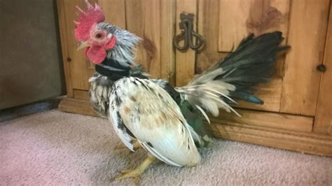 The no crow rooster collar works by limiting the force of a rooster's crow. Kung Pao sporting his new NO CROW collar and camo diaper | BackYard Chickens - Learn How to ...