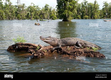A Wild Adult American Alligator On The Surface Of A Swamp In The Stock
