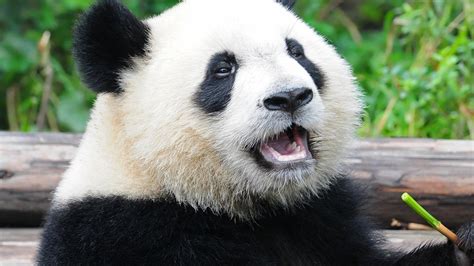 Petition · Protect Giant Pandas And Their Habitat India ·