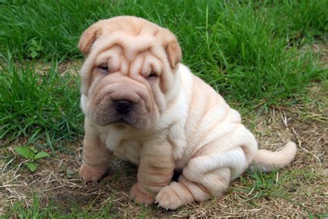 Pictures Of Sharpei Puppies 430 Shar Pei Puppies Ideas In 2021 Shar