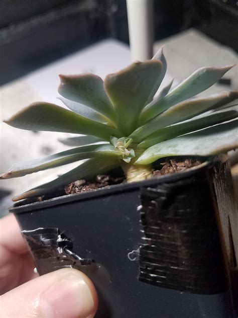 Previous pricec $185.64 10% off. what's happening to my succ? i think the leaf partially ...