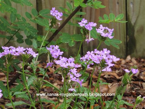 Cut the plant back to ground level in late summer to make way for new spring growth. My Garden Path: Native Plants Love Florida Sunshine