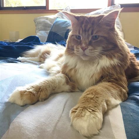 Omar The Maine Coon Omarmainecoon On Instagram “happy Caturday