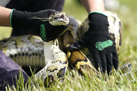 How Invasive Burmese Pythons Harm The Environment Explained By A