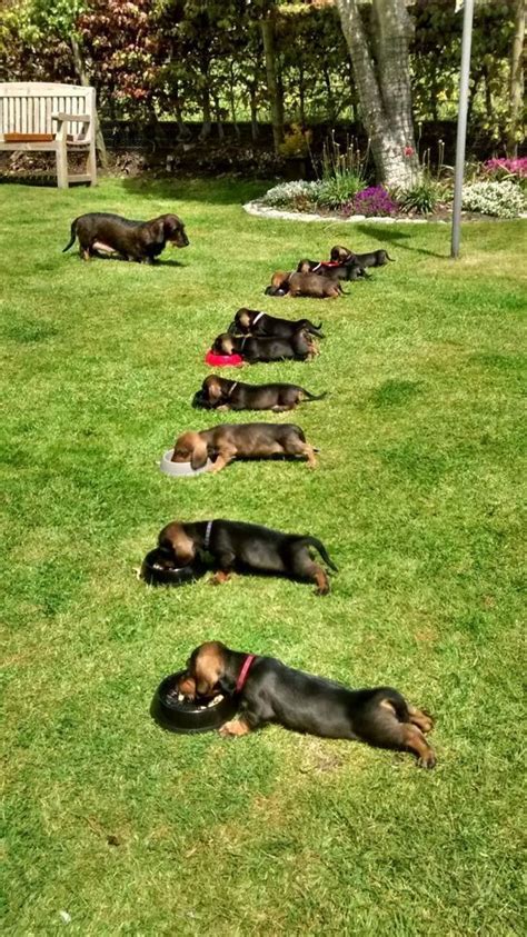 Miniature dachshund puppies for sale from dog breeders. Dachshund Puppies Oregon For Sale - Animal Friends