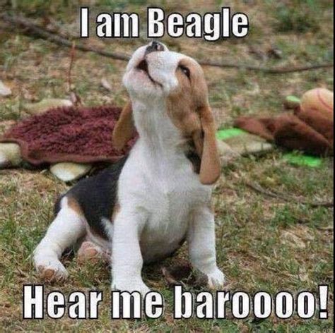How Cute Beagle Funny Cute Beagles Beagle Puppy