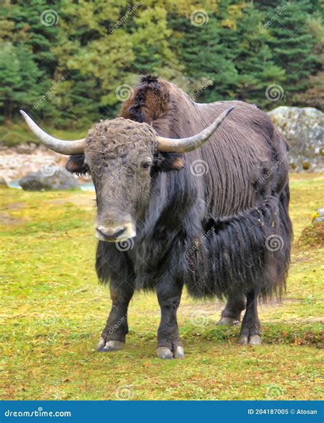 Domestic Yak In Tibet Stock Image Image Of Colour Outside 204187005