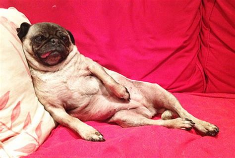 24 Sexiest Dog Boudoir Photos Youve Ever Seen Cuteness