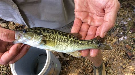 Restoring Guadalupe Bass After The Smallmouth Invasion Cool Green Science