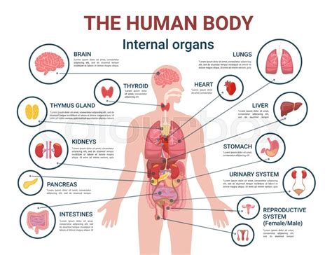 Illustration.on white and blue background. Diagram Internal Organ Female Anatomy - The Reproductive ...