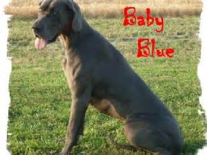 As breeders with 11 years of breeding experience, our philosophy or role is to make sure all our great dane all puppies are ready to go. Great Dane Puppies in Missouri