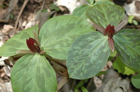 Sessile Trillium