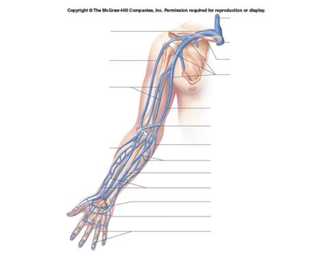 An artery (plural arteries) (from greek ἀρτηρία (artēria) 'windpipe, artery') is a blood vessel that takes blood away from the heart to one or more parts of the body (tissues, lungs, brain etc.). Veins of the Arm - PurposeGames