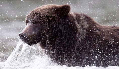 Debate Roars To Life Over Grizzly Bear Hunt The Inertia