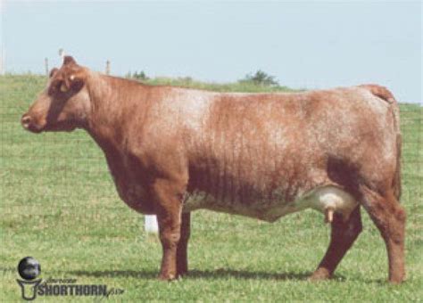 16 Common Cattle Breeds Beef Cattle Cow Cattle