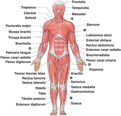 Muscles of the arm anterior labeled. Muscular System - ariannalipton