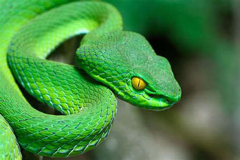 Royalty Free Pit Viper Pictures Images And Stock Photos Istock