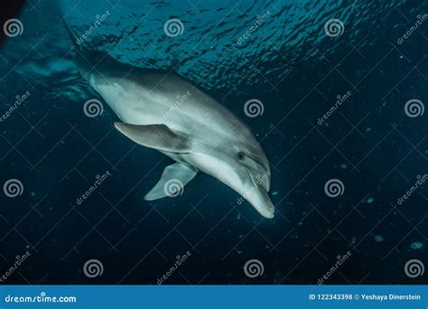 Dolphin Swimming In The Red Sea Eilat Israel Ae Stock Photo Image