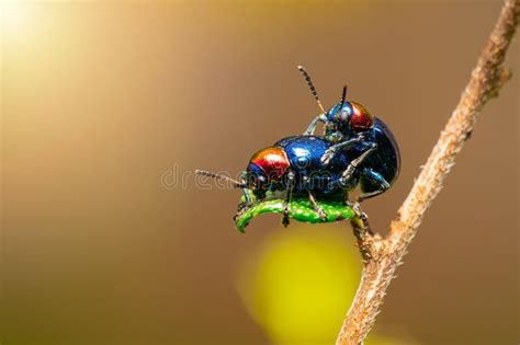 the beautiful blue milkweed beetle it has blue wings and a red head perched couple make love on
