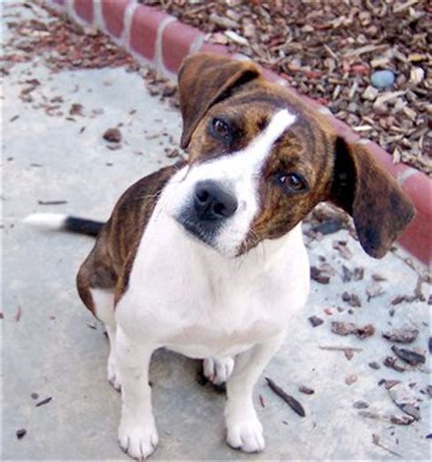 boglen terrier boston terrier beagle mix info puppies pictures