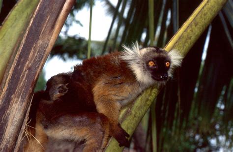 Black Lemurs Eulemur Macaco Female With Young Flickr
