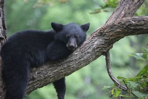 Minnesota Is Home To The Worlds Largest Black Bear Sanctuary And You