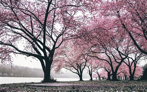 Cherry Blossom Trees Wallpapers Wallpaper Cave