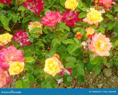 Red And Yellow Roses 1 Stock Photo Image Of Roses Crimson 144663412