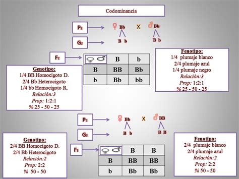 Los Misterios De La GenÉtica Herencia Intermedia Y Codominancia