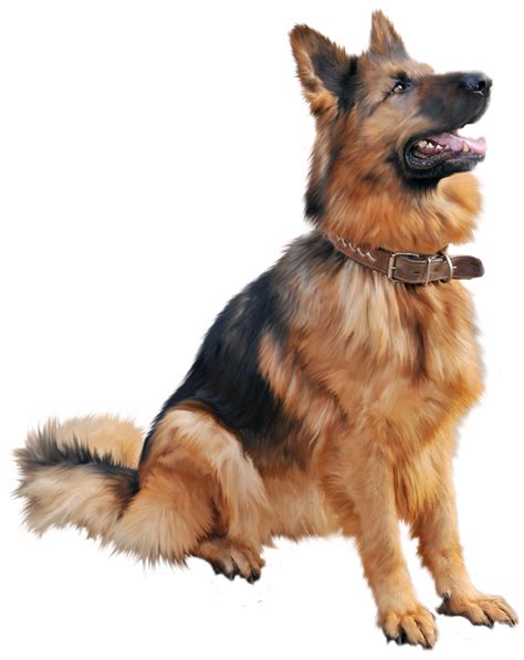 Download German Shepherd Dog Sitting Png Image For Free