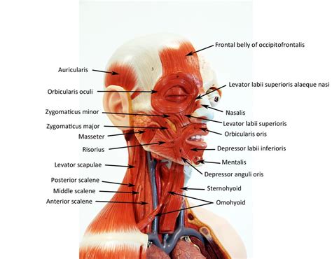 Neck Muscle Anatomy Nerve Anatomy Anatomy