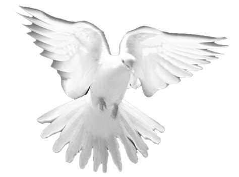 Holy Spirit Dove Png Png Image Collection