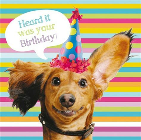 Birthday Happy Birthday Dachshund Dachshund Birthday Dog Birthday