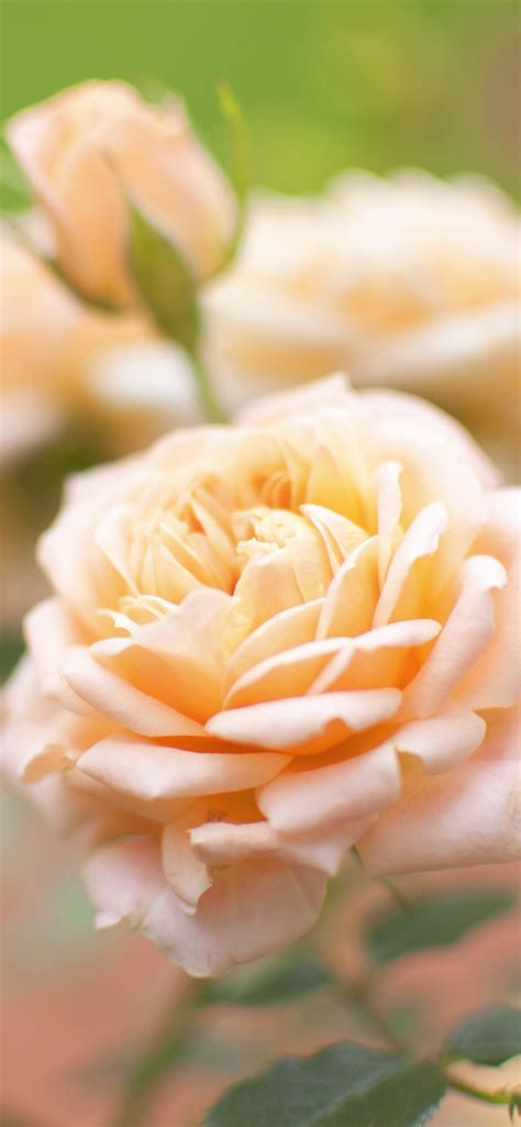 Light Pink Roses Flowers Close Up Petals 1242x2688 Iphone 11 Proxs