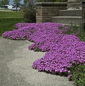 15 Ground Cover Plants To Grow In North Carolina PlantNative Org