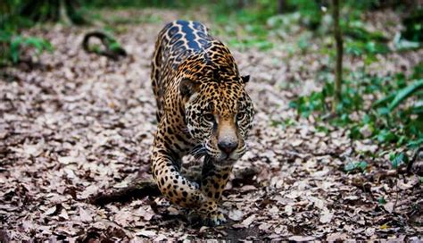 5 Animals You Must Spot In Mexico