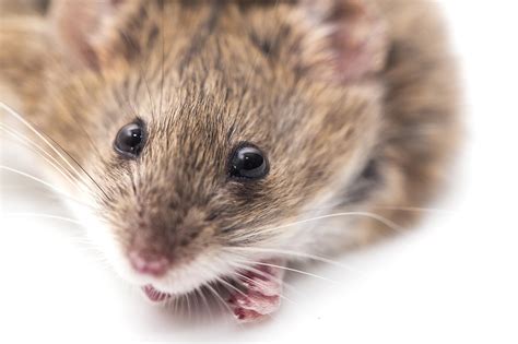 Mice Were Kept In The Dark For One Week Their Brain Cell Networks