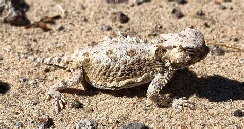 Desert Horned Lizard The Animal Facts Appearance Diet Habitat