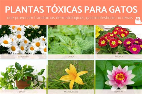 Rosa é Toxica Para Gatos
