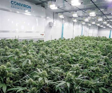 Cannabis Production Conviron
