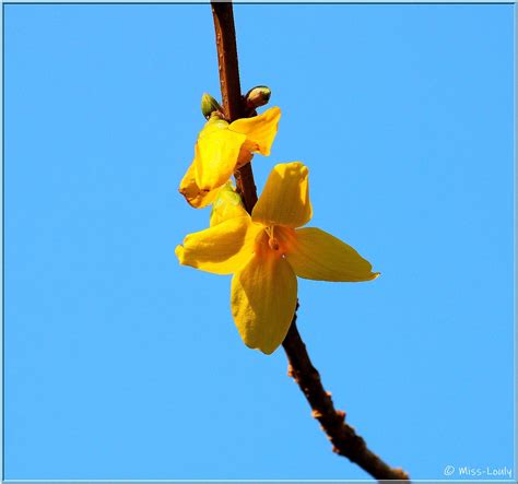 Une Fleur De Forsythia Voir En Grand Miss Louly Thanks For