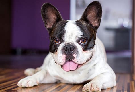No need to worry about unsightly hair or fur all over your house, beds or car. How to Groom a French Bulldog | FURminator®