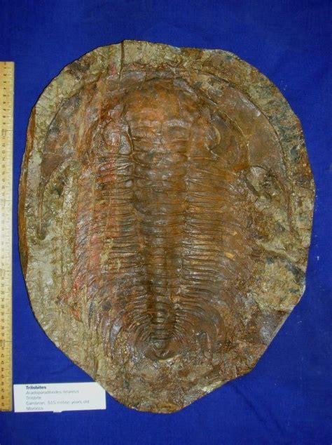 Trilobite Acadoparadoxides Briareus Morocco Cambrian 515 Million