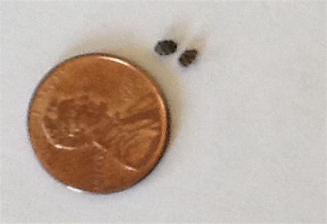 Varied Carpet Beetle Infestation Whats That Bug