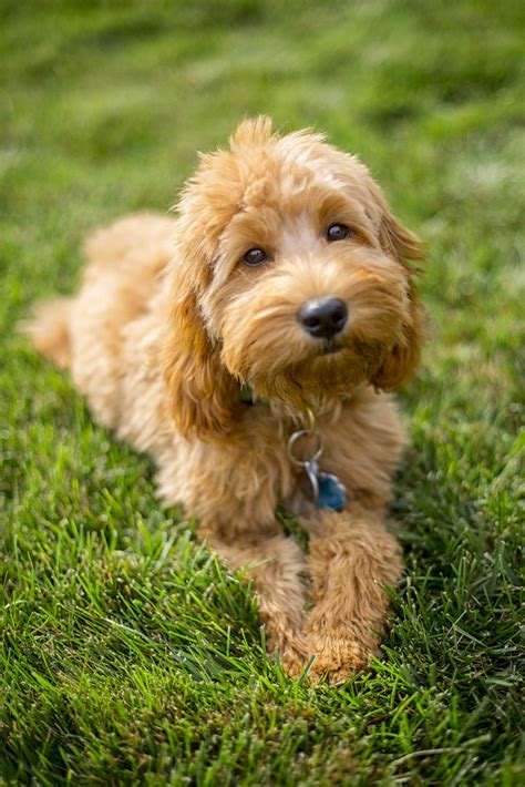 Sonny is a cute and cuddly miniature goldendoodle puppy with a bubbly spirit. Goldendoodle Puppies, Miniature Goldendoodles ...