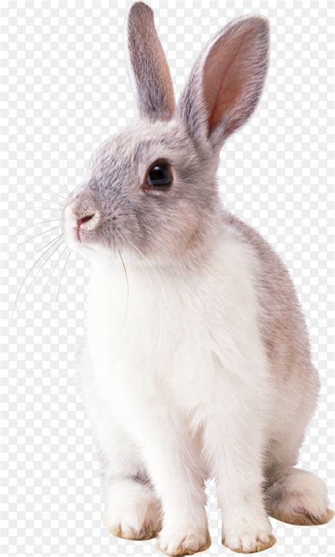 White Rabbit Isolated On Transparent Background Png Similar Png