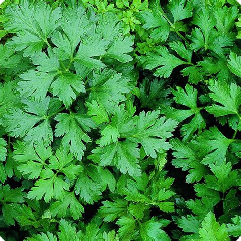 Parsley Seeds - Giant of Italy - Heirloom Untreated NON-GMO From Canada